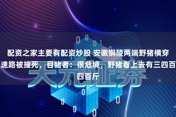 配资之家主要有配资炒股 安徽铜陵两端野猪横穿高速路被撞死，目睹者：很危境，野猪看上去有三四百斤