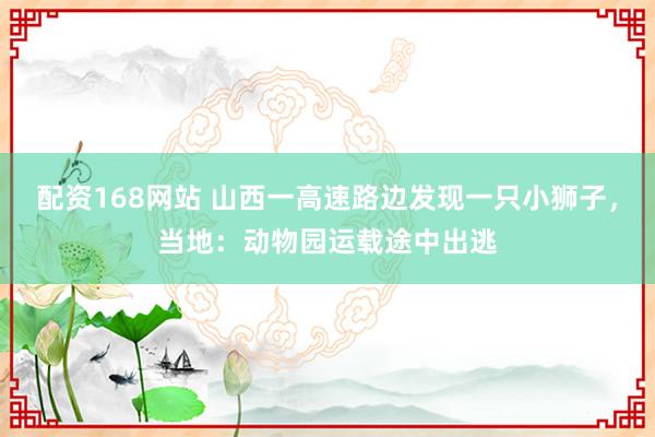 配资168网站 山西一高速路边发现一只小狮子，当地：动物园运载途中出逃