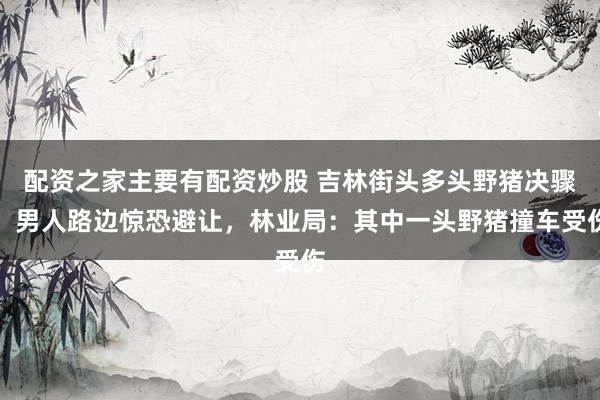配资之家主要有配资炒股 吉林街头多头野猪决骤，男人路边惊恐避让，林业局：其中一头野猪撞车受伤