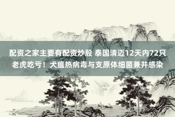 配资之家主要有配资炒股 泰国清迈12天内72只老虎吃亏！犬瘟热病毒与支原体细菌兼并感染